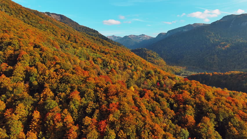 Drone aerial view of vibrant autumn forest on sloping mountain. Natural landscape background, 4k