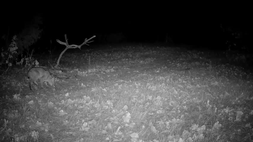 Bobcat sniffing the ground for tracks on a winter night