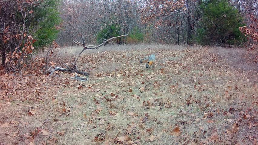 Gray fox sniffing around in an opening in the woods on a fall afternoon, with another one joining it from center left