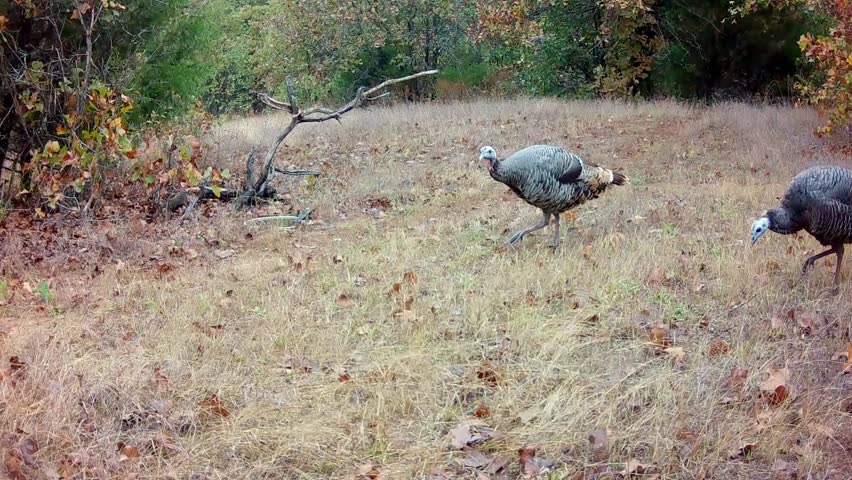 Several wild turkeys walking across the view on a fall day