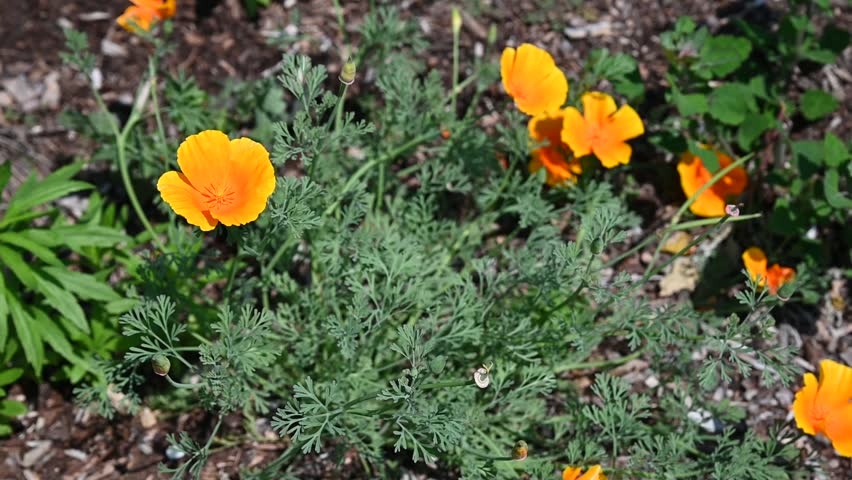 Dainty little yellow orange California Poppy flowers blooming in a garden on a sunny summer day.