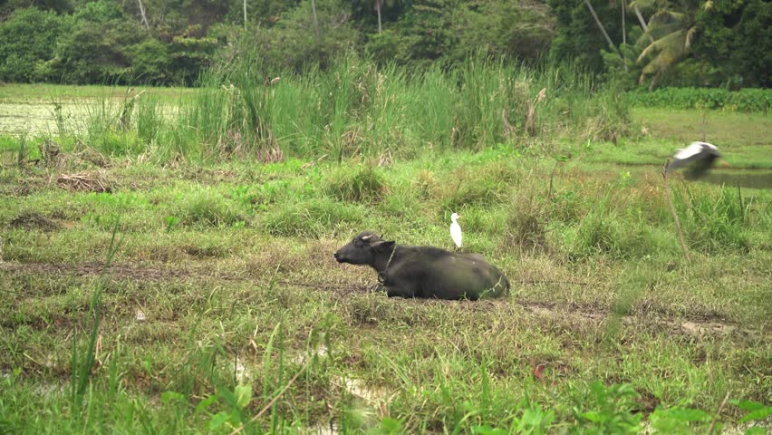 View of a water buffalo resting in a lush green field with an egret on its back and tropical palm trees in the background Sri Lanka.