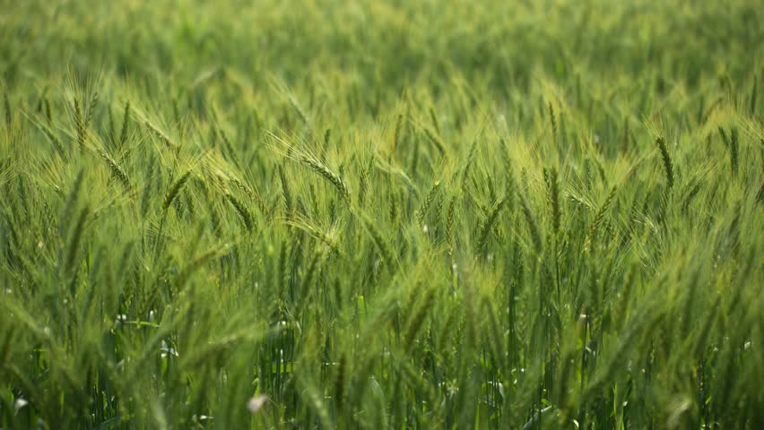View of lush green wheat stalks growing in a rural agricultural field under soft daylight in Nepal.