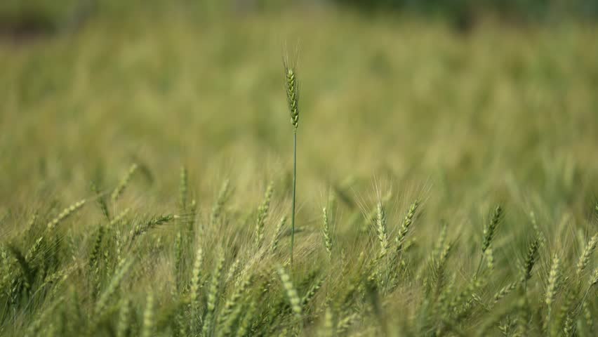View of green wheat stalks growing in a lush agricultural field under soft light Nepal.