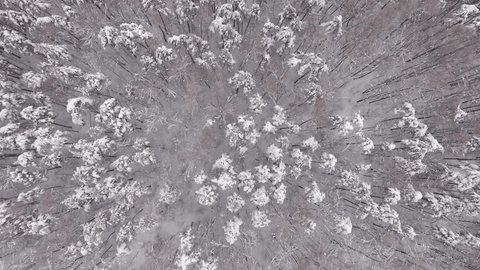Aerial Drone Flight Over Snowy Forest Near City