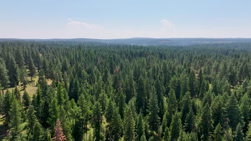Sweeping aerial drone footage over a vast, dense pine forest in the Idaho Panhandle stretches to the horizon in every direction under a brilliant summer blue sky. The endless sea of evergreen trees represents the magnificent Pacific Northwest timber landscape. Perfect for nature, environment, forestry, and Pacific Northwest landscape content.