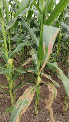 Corn plants in the field