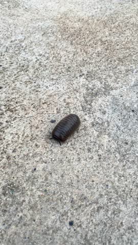 A beetle is crawling on the concrete floor.