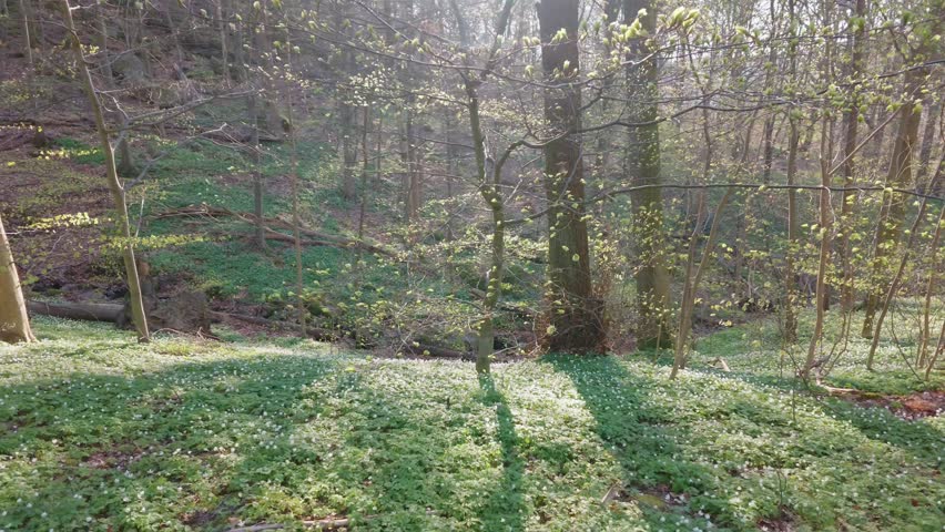 View of white wood anemones covering the forest floor in Anggarden during spring Gothenburg, Vastra Gotaland County, Sweden.