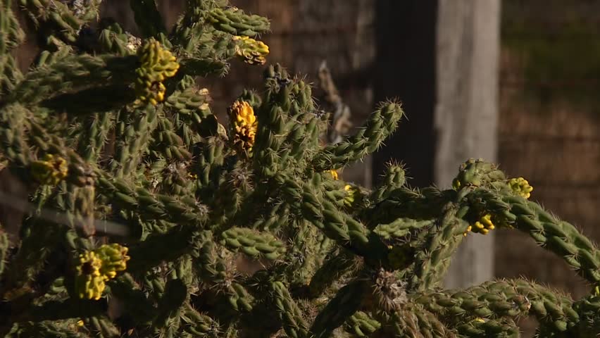 Cane Or Tree Cholla In Guadalupe Mountains National Park, Texas. Close-up Shot