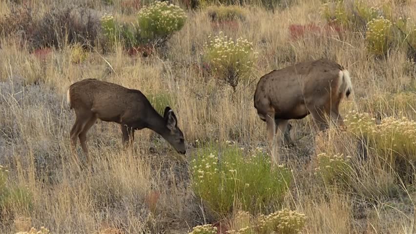 Two wild mule deer foraging for food in Great Sand Dunes National Park, Colorado, USA