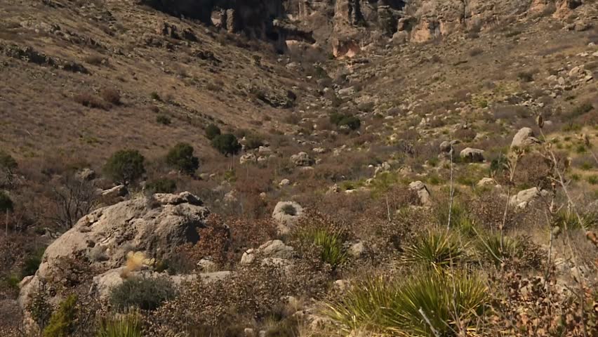 Dramatic canyon landscape with rocky cliffs and dry vegetation at Guadalupe Mountains in Texas
