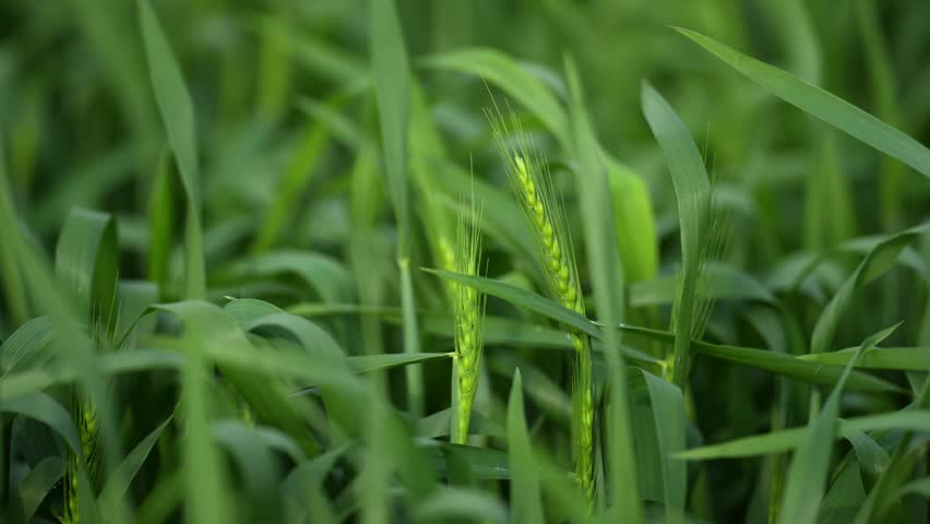 View of young green wheat ears growing in a lush agricultural field Karnal, Haryana, India.