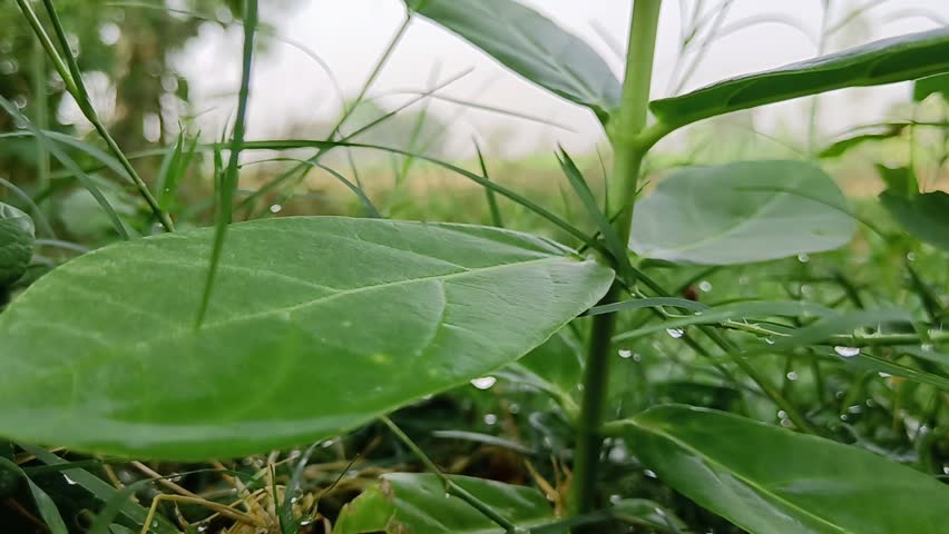 Tiny moisture spheres rest on a broad botanical surface. Slender stalks extend upward across the blurred background of a rural field environment.