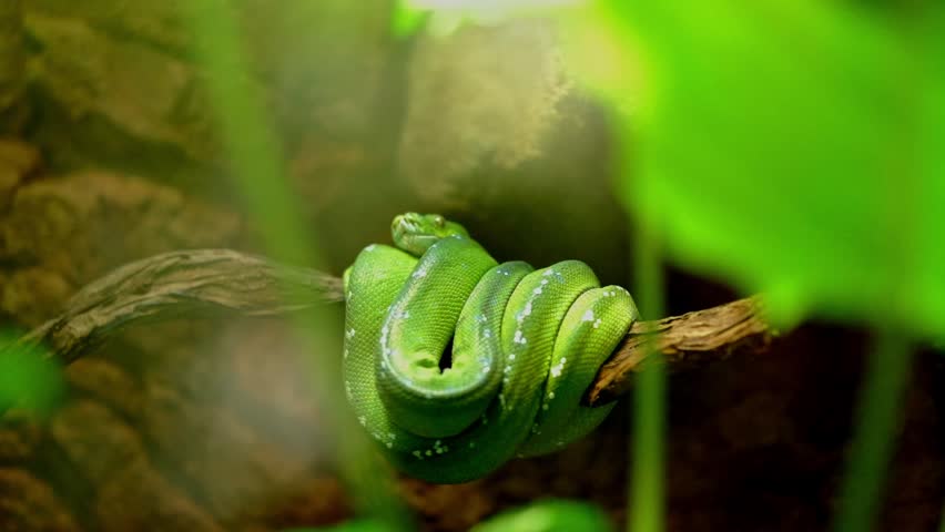 Vivid green tree snake in a terrarium curled up on a branch at the Berlin zoo