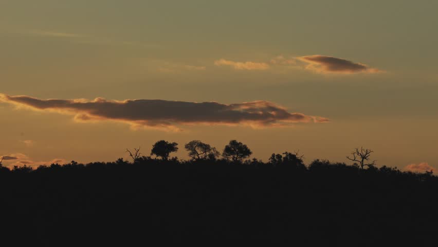 View of tree silhouettes against a sunset sky with orange clouds in Kruger National Park, Skukuza, Mpumalanga, South Africa.