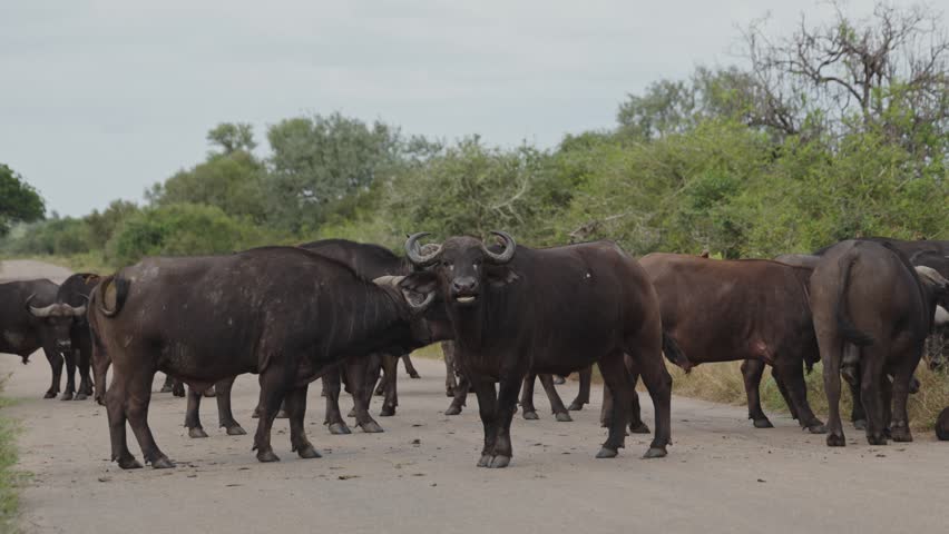 View of a large herd of Cape buffalo standing on a paved road surrounded by lush green bushveld in Kruger National Park, Skukuza, Mpumalanga, South Africa.
