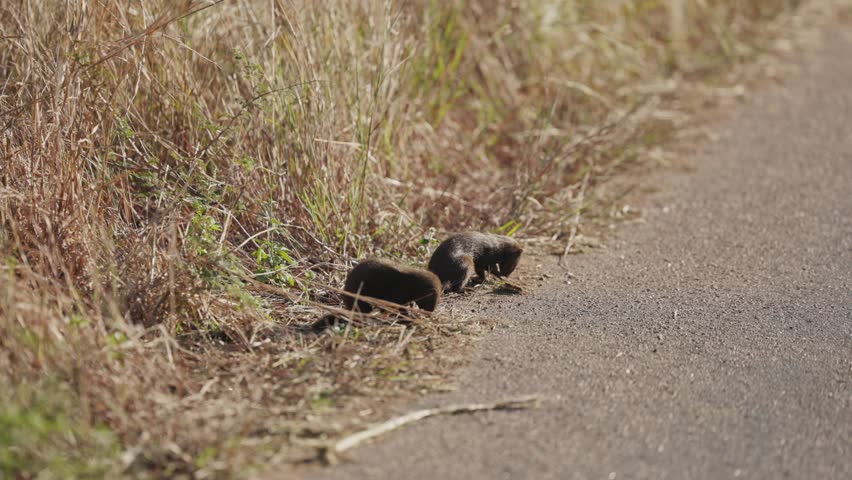 View of two dwarf mongooses foraging in the dry grass along a paved road in Kruger National Park, Skukuza, Mpumalanga, South Africa.