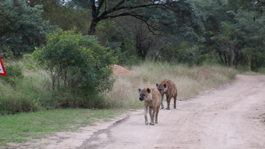 View of two spotted hyenas walking along a dusty track past a road sign in the bushveld of Kruger National Park, Skukuza, Mpumalanga, South Africa.
