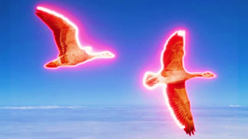 Surreal footage features two geese glowing with vibrant neon pink light while flying across endless blue sky above horizon cloud cover cinematic motion effect for artistic visual projects.