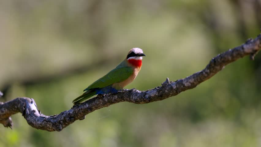 View of a colorful white-fronted bee-eater perched on a dry tree branch against a blurred green background in Kruger National Park, Skukuza, Mpumalanga, South Africa.