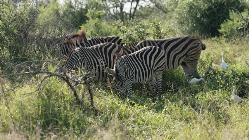 View of zebras grazing in the lush bushveld of Kruger National Park with white egrets nearby Skukuza, Mpumalanga, South Africa.