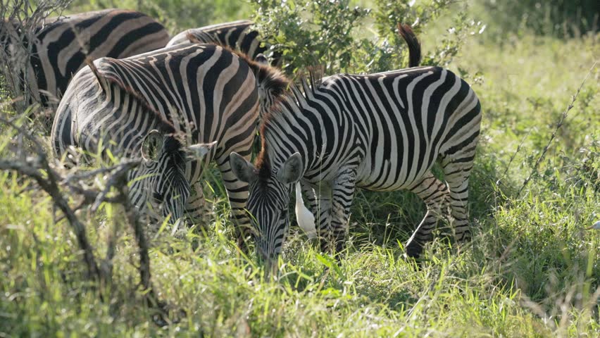 View of a herd of zebras grazing in the lush green grass of the bushveld in Kruger National Park, Skukuza, Mpumalanga, South Africa.