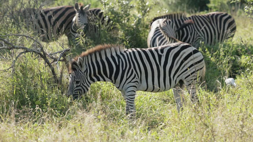 View of zebras standing in the grassy savanna of Kruger National Park with lush green bushes in the background Skukuza, Mpumalanga, South Africa.