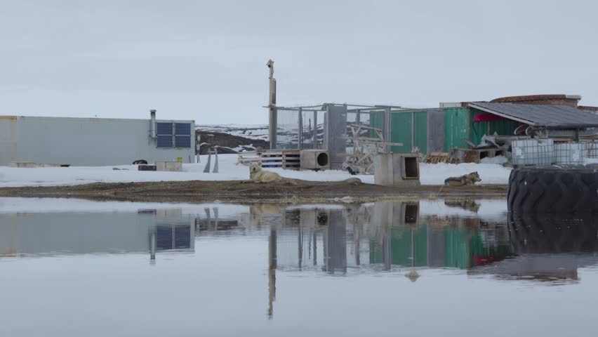 Ground-level shot of sled dogs resting in a traditional dog yard in Iqaluit, Nunavut. Beautiful mirror reflection on a perfectly still pool of spring meltwater.