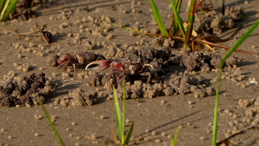 Two fiddler crabs in the sand