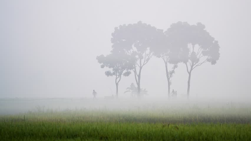 View of silhouettes of trees and people walking through thick morning mist in a rural landscape Bogura, Rajshahi Division, Bangladesh.