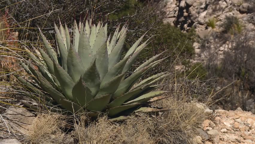 Close-up Of Agave Palmeri Century Plant In Guadalupe Mountains National Park, Texas.