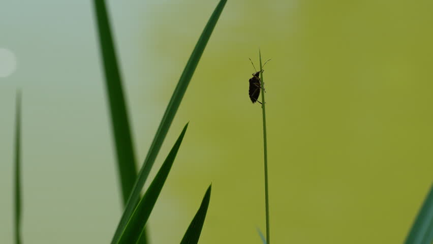 A stink bug on a grass flying away