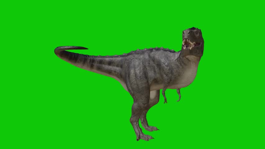 Realistic spinosaurus dinosaur standing, roaring with open mouth and moving head on solid green screen background.