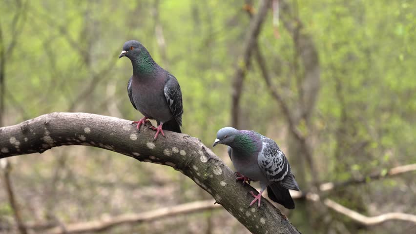 Couple of wild rock doves perching on a tree branch during their mating ritual. The male struts and coos to court the female in a lush, green forest setting during the springtime