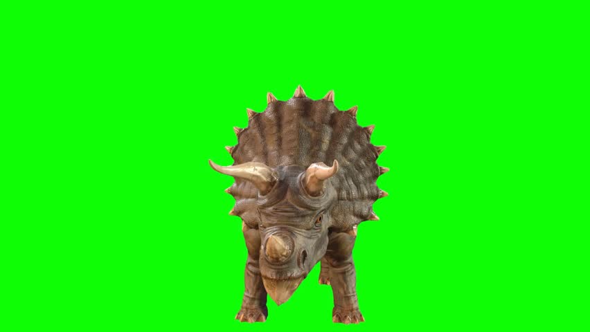 Realistic triceratops dinosaur roaring with open mouth and moving head on solid green screen background.