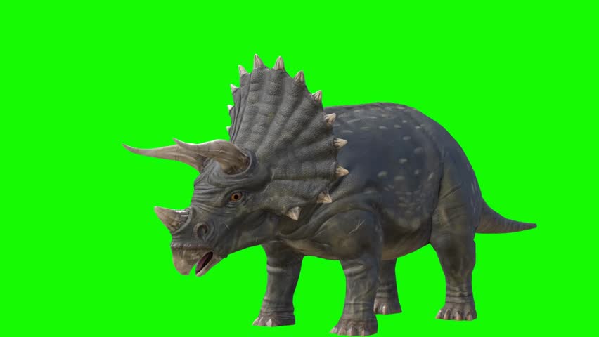 Realistic triceratops dinosaur walking and roaring on solid green screen background.