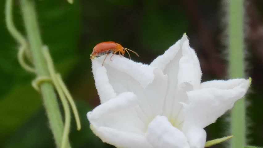Insects perched on white flowers.