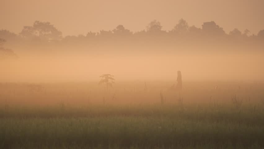View of a person standing in a misty rural field during golden hour with trees in the background in Bogura, Rajshahi Division, Bangladesh.