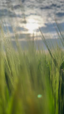 Close-up view of swaying green barley stalks against a sky with sunbeams breaking through clouds at sunset