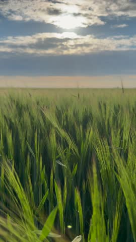 Gentle breeze sways the tall green wheat stalks under a dramatic sky with the sun peeking through fluffy clouds at sunset