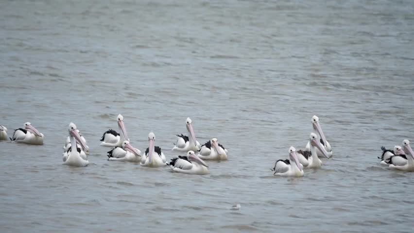 A flock of large Australian pelicans floats and swims together on ripples of calm grey water