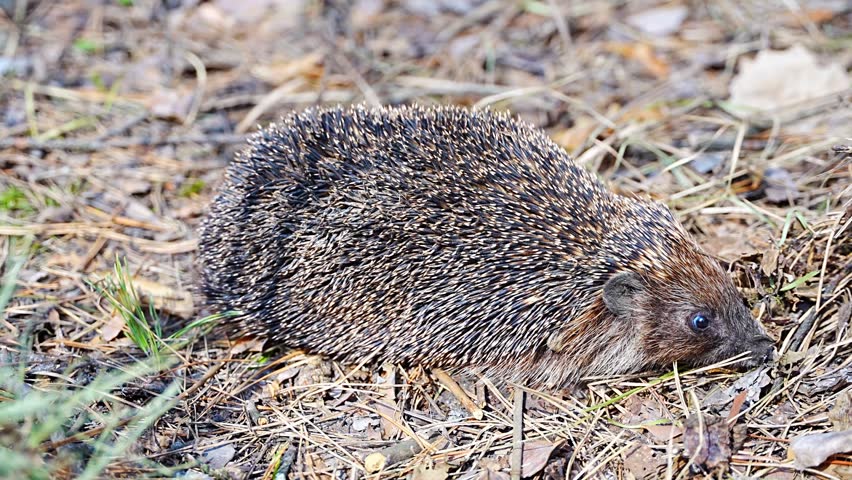 Hedgehog waking up after hibernation in early spring nature.