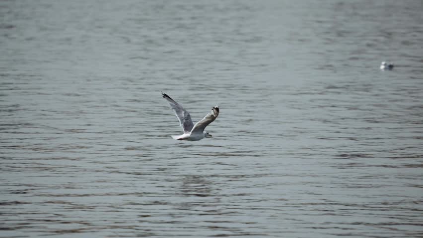 White seagull flying low over calm water in peaceful natural wildlife and outdoor scenery