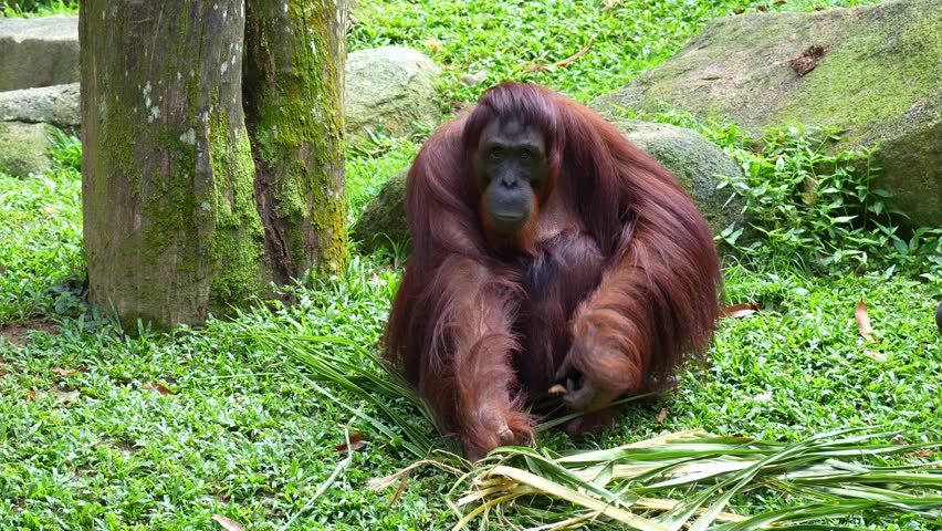 An orangutan sits on the ground, eating dry leaves, close up shot.