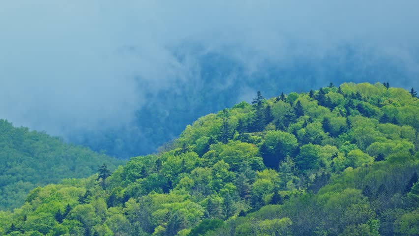 Morning Fog Over Green Mountain Forest