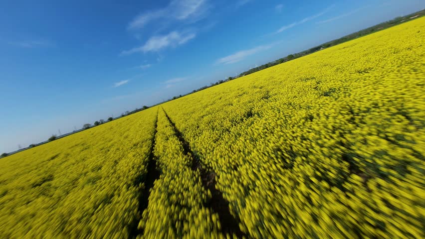 FPV aerial view of a vast field of blooming yellow rapeseed flowers under a clear blue sky in Amcotts, England, United Kingdom.