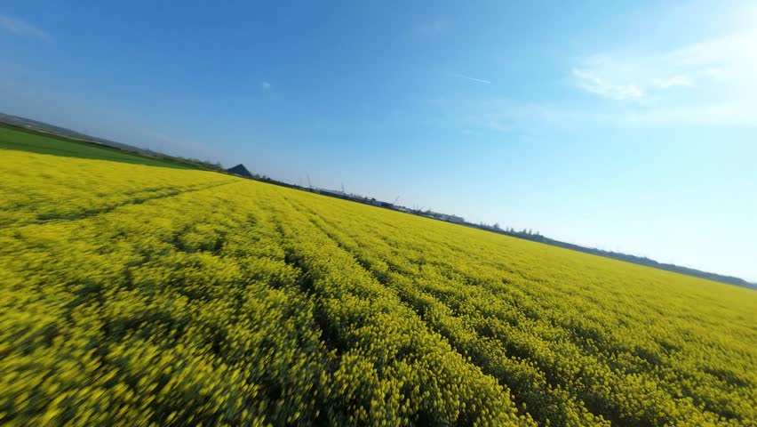 FPV aerial view of a vast blooming yellow rapeseed field under a clear blue sky in Amcotts, England, United Kingdom.