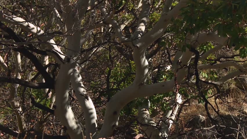 Texas Madrone Tree At Guadalupe Mountains National Park In Texas. Zoom Out Shot