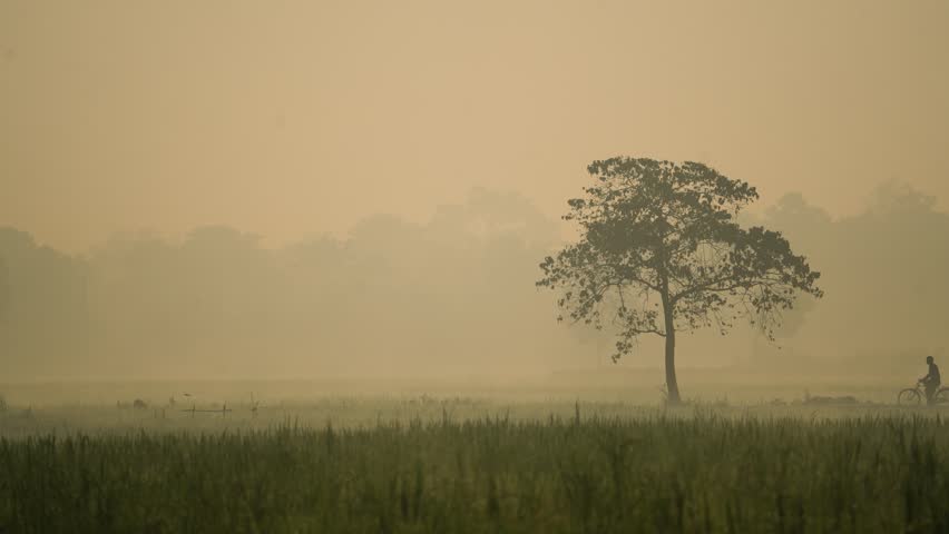 View of a lone tree standing in a misty rural field with a person riding a bicycle past it during a foggy morning in Bogura, Rajshahi Division, Bangladesh.